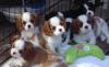 Puppies for sale Netherlands, Eindhoven King Charles Spaniel