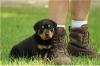 Puppies for sale Kyrgyzstan, Osh Rottweiler