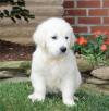 Puppies for sale Estonia, Kohtla-Jarve Golden Retriever