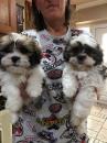 Puppies for sale Luxembourg, Luxembourg Shih Tzu