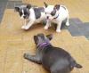 Puppies for sale Ireland, Cork French Bulldog