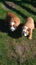 Puppies for sale Greece, Thessaloniki English Bulldog