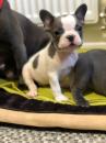 Puppies for sale Austria, Vienna French Bulldog