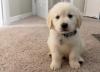 Puppies for sale Austria, Graz Golden Retriever