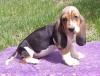 Puppies for sale Azerbaijan, Lankaran Basset Hound