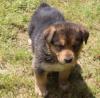 Puppies for sale Denmark, Kopenagen German Shepherd Dog