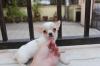 Puppies for sale Denmark, Aalborg Chihuahua