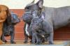 Puppies for sale Latvia, Preili French Bulldog