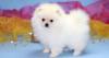Puppies for sale United Kingdom, Cardiff Pomeranian Spitz