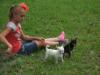 Puppies for sale Netherlands, Enschede Chihuahua