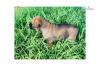 Puppies for sale United Kingdom, Derby Canaan Dog