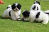 Puppies for sale Netherlands, Enschede Shih Tzu