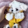 Puppies for sale Luxembourg, Luxembourg Maltese