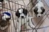 Puppies for sale Luxembourg, Luxembourg Other breed
