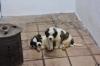 Puppies for sale Czech Republic, Prague Other breed