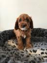 Lost dog Luxembourg, Luxembourg Other breed