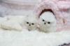Puppies for sale Czech Republic, Prague Pomeranian Spitz