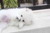 Puppies for sale Luxembourg, Luxembourg Pomeranian Spitz
