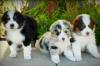 Puppies for sale Greece, Heraklion Australian Shepherd