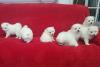 Puppies for sale Greece, Heraklion Japanese spitz
