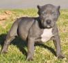 Puppies for sale Greece, Heraklion American Pit-Bull Terrier