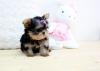 Продам щенка Romania, Alexandria Yorkshire Terrier
