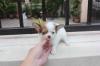 Puppies for sale Estonia, Tallinn Chihuahua