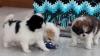 Puppies for sale Greece, Heraklion Japanese Hin
