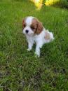 Puppies for sale Hungary, Gyor King Charles Spaniel