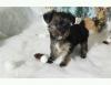Puppies for sale Estonia, Tallinn Yorkshire Terrier