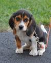 Puppies for sale Spain, Merida Beagle