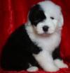 Puppies for sale Greece, Heraklion Other breed, Old English Sheepdog