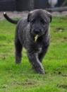 Puppies for sale Greece, Heraklion Irish Wolfhound