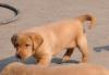 Puppies for sale Estonia, Tallinn Labrador Retriever