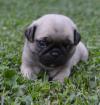 Puppies for sale France, Paris Pug