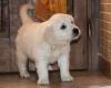 Puppies for sale Kyrgyzstan, Osh Golden Retriever