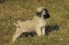 Puppies for sale Austria, Linz Anatolian Shepherd Dog