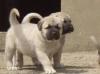 Puppies for sale Austria, Linz Anatolian Shepherd Dog