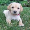 Puppies for sale Russia, Barrow Labrador