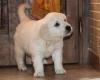 Puppies for sale Slovakia, Cheb Golden Retriever