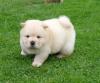 Puppies for sale Uzbekistan, Namangan Chow Chow