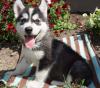 Puppies for sale Portugal, Aveiro Other breed, Alaskan Malamute