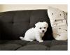 Puppies for sale Moldova, Bender Maltese