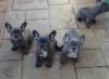 Puppies for sale Portugal, Lisbon French Bulldog