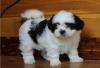 Puppies for sale Georgia, Burn Shih Tzu