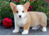 Puppies for sale Portugal, SetГєbal Other breed, Pembroke Welsh Corgi