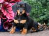 Puppies for sale Portugal, SetГєbal Dachshund