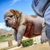 Puppies for sale Uzbekistan, Namangan French Bulldog