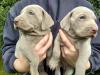 Puppies for sale Portugal, Portalegre Weimaraner