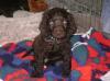 Puppies for sale Romania, Constanta , American Water Spaniel